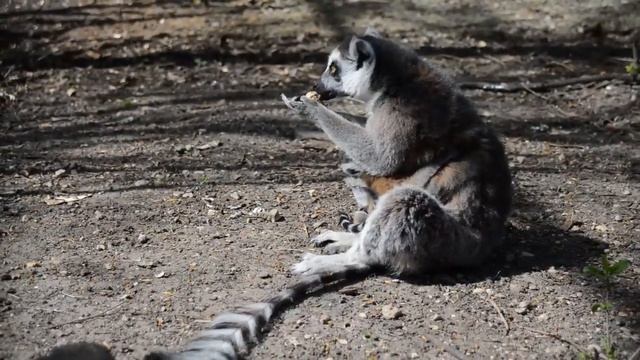 Кошачий лемур в Тайгане! Факты о лемурах