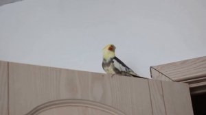 Корелла, самец поет.