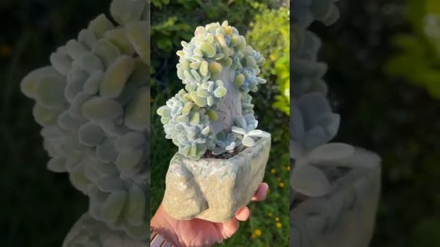 Echeveria Pulvinata Frosty Cristata succulent plant 2 years growth | #shorts