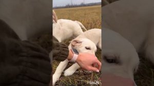 Ретривер. Щенки. золотистый (голден) ретривер.