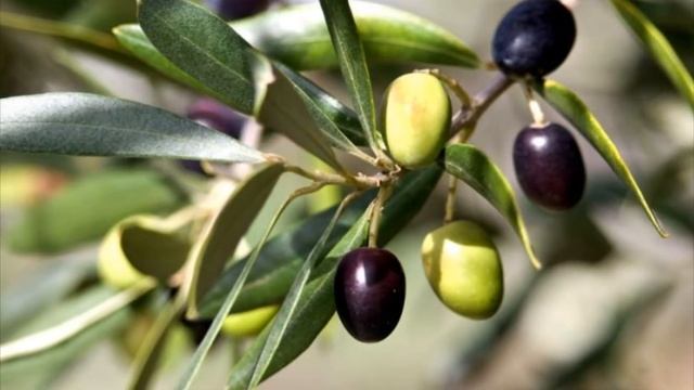 Все что нужно знать об оливках и маслинах. Разница маслин и оливок смотреть онлайн