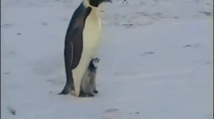 Отец пингвин учит малыша ходить