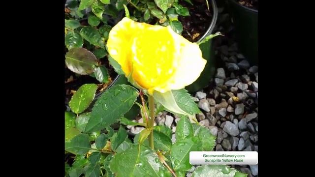 Sunsprite Yellow Rosa смотреть онлайн