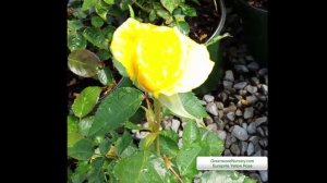 Sunsprite Yellow Rosa