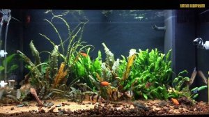 Лечение аквариумных рыб | Заболевания рыб в аквариуме | Ихтиофтириоз у рыб | Как лечить манку