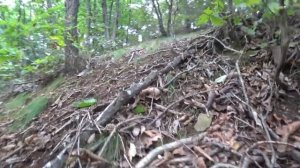 능이버섯 산행 (Searching for Sarcodon imbricatus) _ 종야