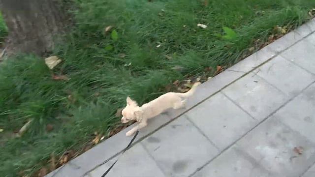 Прогулка длинношерстных чихуахуа