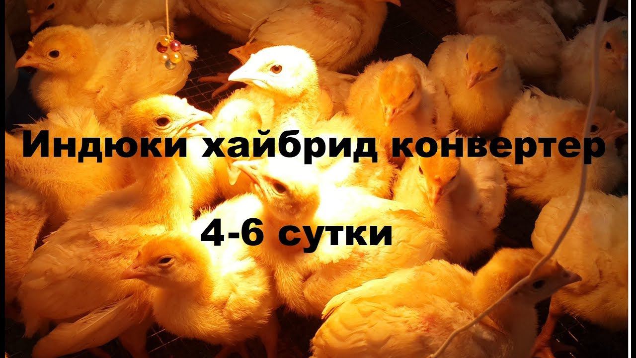 Индюк Хайбрид конвертер на 4 - 6 сутки. У них бывает такая беда...