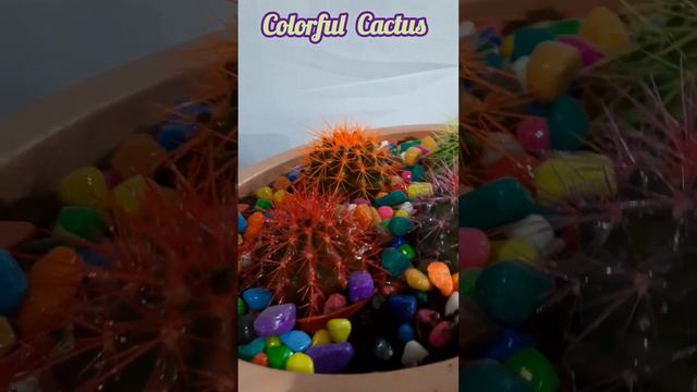 Colorful Cactus|eye-catching Beautiful cactus