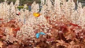 Гейхерелла обыкновенная Хоней Роуз ? обзор: как сажать, саженцы гейхереллы Хоней Роуз