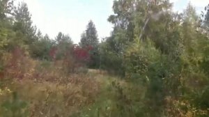 Кайфовая работа. Сбор Облепихи. Хороший заработок.#облепиха