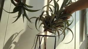 틸란드시아 카피타타 자구 제거 완료 airplants : removing  a pup (complete)