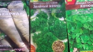 Как и когда сеять петрушку.