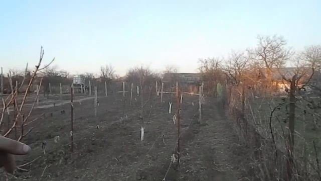 Малина Гусар (rubus gusar) бизнес на малине || growing raspberries смотреть онлайн