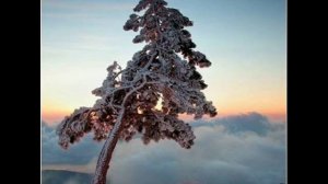 М. Ю. Лермонтов "Сосна"