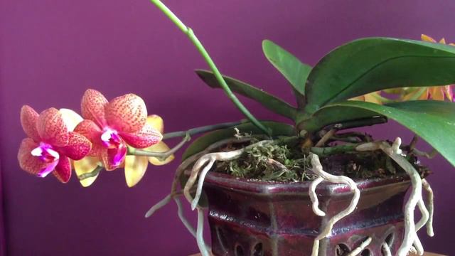 "Orchid Care" | How to grow a Phalaenopsis Orchid | "how to take care of Orchids" смотреть онлайн