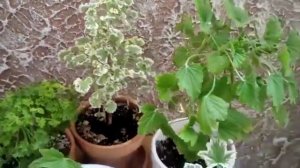 Душистые пеларгонии с цитрусовым ароматом