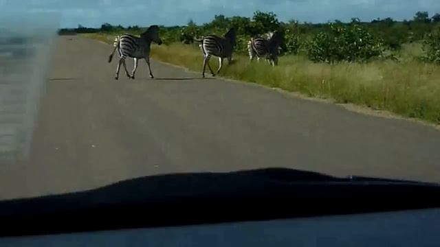 ЮАР Крюгер парк зебры перебегают дорогу selftrips.ru смотреть онлайн