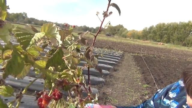 Покупка саженцев малины .