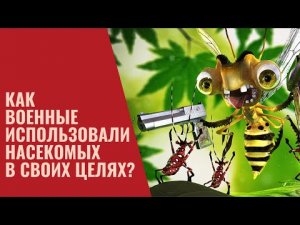 Как военные использовали насекомых в своих целях?