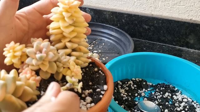 REPLANTE SUA SUCULENTA NESSAS 4 SITUAÇÕES смотреть онлайн