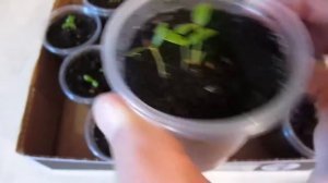 Как посадить шелковицу из семян (2 часть)