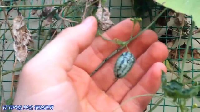 МЕЛОТРИЯ ШЕРШАВАЯ АФРИКАНСКИЙ ОГУРЕЦ/СОБИРАЕМ УРОЖАЙ. смотреть онлайн