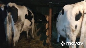 КУПИЛИ ДВУХ НОВЫХ КОРОВ ГОЛШТИНСКОЙ ПОРОДЫ!