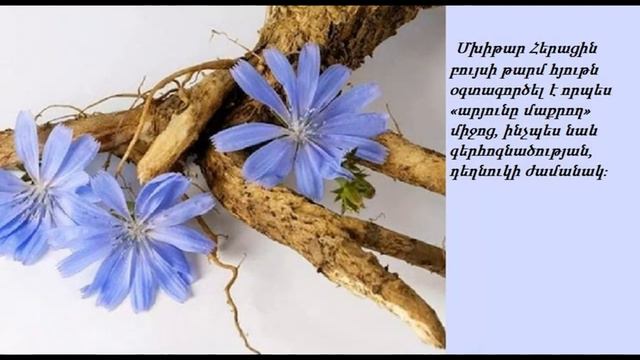 Դեղաբույս -- Եղերդակ, ճարճատուկ, հնդիպե, ճառճռտուկ, կայծխոտ - Цико́рий смотреть онлайн