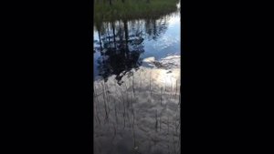 Рыбалка в Карелии Муезерский район