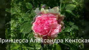 Английские розы:Queen of Sweden,Бенджамин Бриттен,Дездемона, Jubilee Celebration.