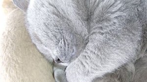 Кот Тихон храпит и куда-то бежит во сне | Что снится коту?