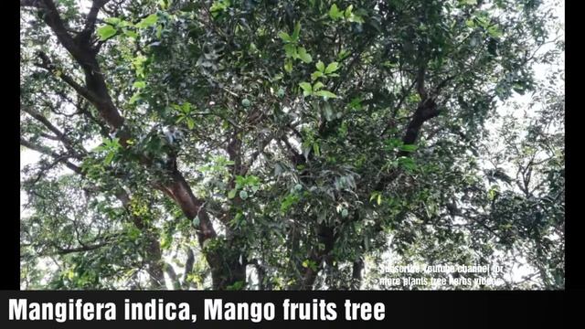 Mangifera indica, Mango fruits tree смотреть онлайн