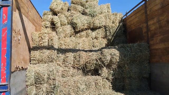 ХОЖЕЛИ ШОП БАЗАР/ГАРБЫЗ КАУЫН ЦЕНАЛАРЫ МАЛ БАЗАР СКОТНЫЙ РЫНОК/ПРЕС