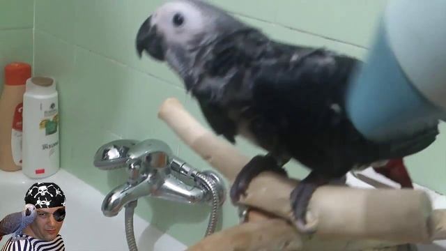 Как сушить попугая феном после купания / Parrot and HairDryer смотреть онлайн