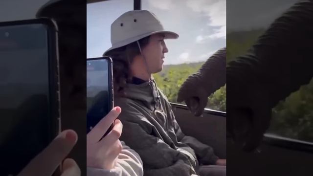 Любопытный слон ...
