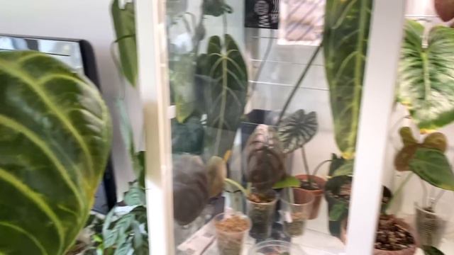 The Updates YOU'VE ASKED FOR 😆🌱 House Plant Updates + Planty Chat смотреть онлайн