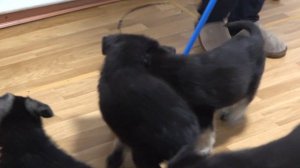 ЗАГРЫЗЛИ ШВАБРУ. Щенки Восточно-Европейской овчарки. ВЕО. Одесса.