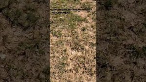 Infinity Qx56 offroad test