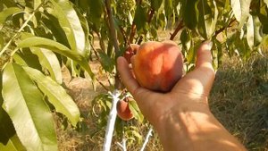 Персик Харнас, август 2021года /Harnas Peach/