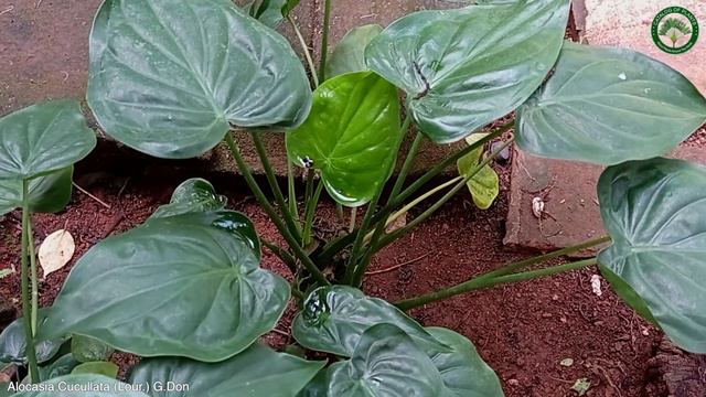 Alocasia Cucullata Lour. G. | Ornamental Plants | 🇵🇦 Panama | смотреть онлайн