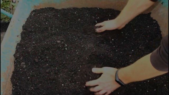 ГРУНТ ДЛЯ ЦИТРУСОВЫХ МОЙ ЛУЧШИЙ СОСТАВ смотреть онлайн