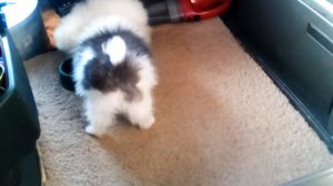 КУПИЛ ДВЕ КРАСИВЫХ САБАЧКИ