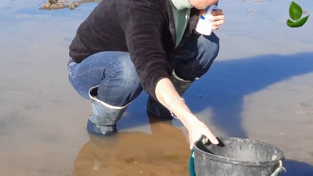 Longerão-Морской черенок Ria Formosa смотреть онлайн