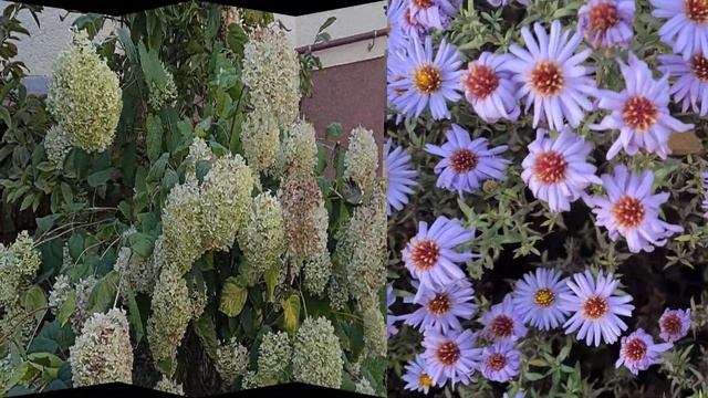 Осень и черный кот, обзор местности, цветы, берёзы, стих