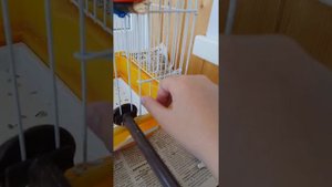 Замочка для попугая, как сделать замочку для попугая.
