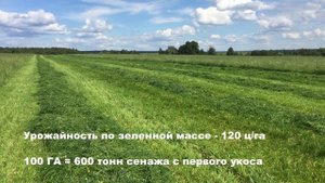 Райграс однолетний. Колхозный Тест-Драйв.