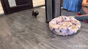 Мини ЧИХУАХУА. Обзор помёта от 24.06.22 года. Chihuahua puppy