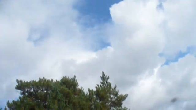 Лесные зарисовки.mpg смотреть онлайн