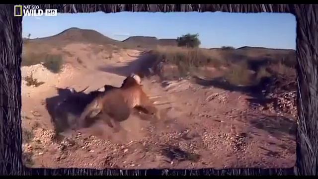 Схватка двух тигров в питомнике. Южная Африка. смотреть онлайн